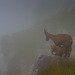 Etagne et son petit, tétant