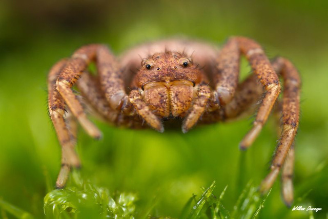 Thomise (araignée crabe)