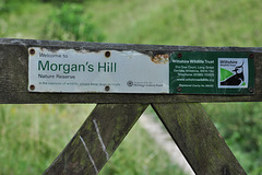 Morgan's Hill