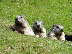 Familie Murmeltier (Marmota). ©UdoSm