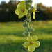 Blumen im Herbst - Kleinblütige Königskerze