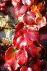 début d'automne