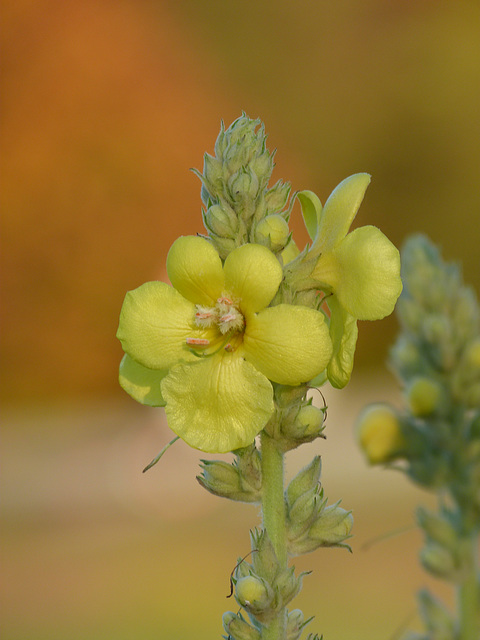 Blumen im Herbst - Die Farbe Gelb