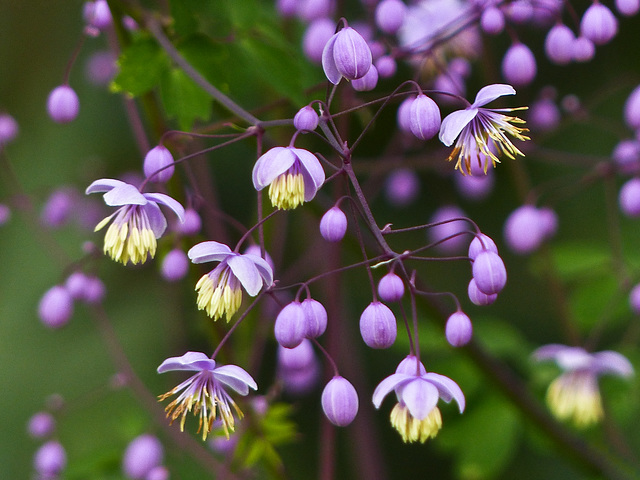 Purple beauty