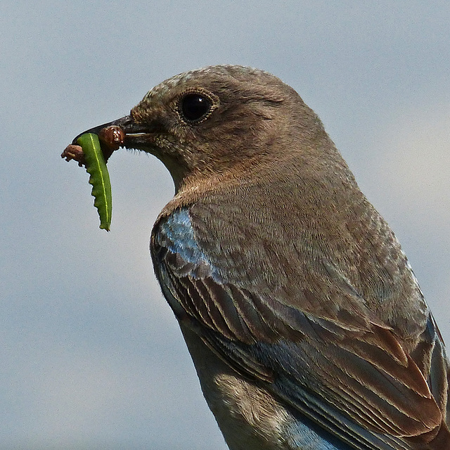 Suppertime catch