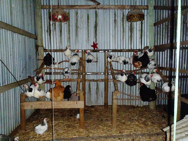 chicken house of variety