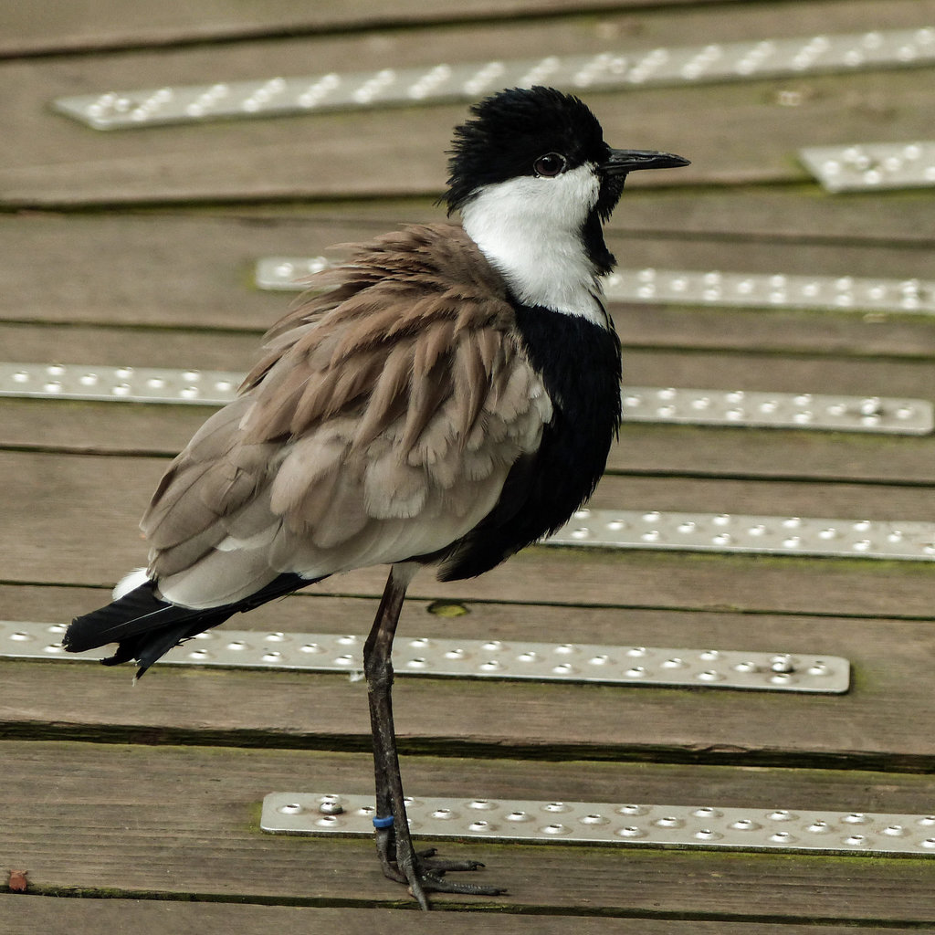 Spur-winged Lapwing