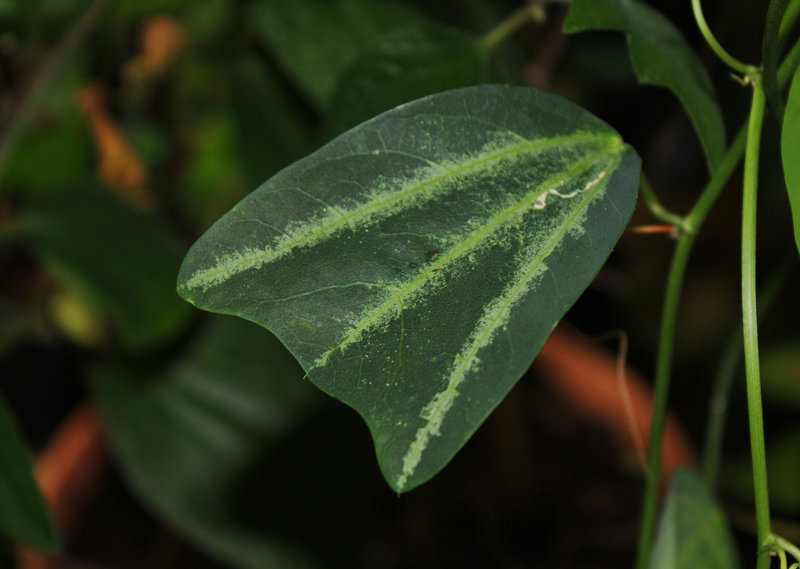 Passiflora 'Sunfire'