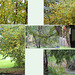 Pond Garden Autumn Colours