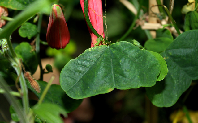 Passiflora murucuja (3)