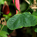 Passiflora murucuja (3)