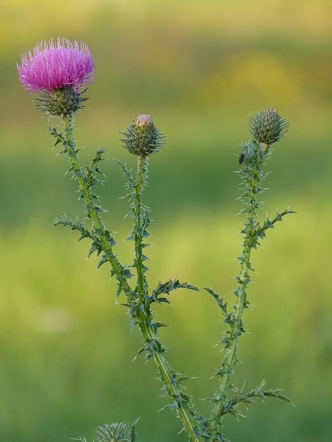 Blumen im Herbst