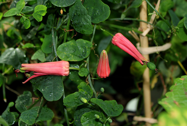 Passiflora murucuja (4)