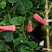 Passiflora murucuja (4)