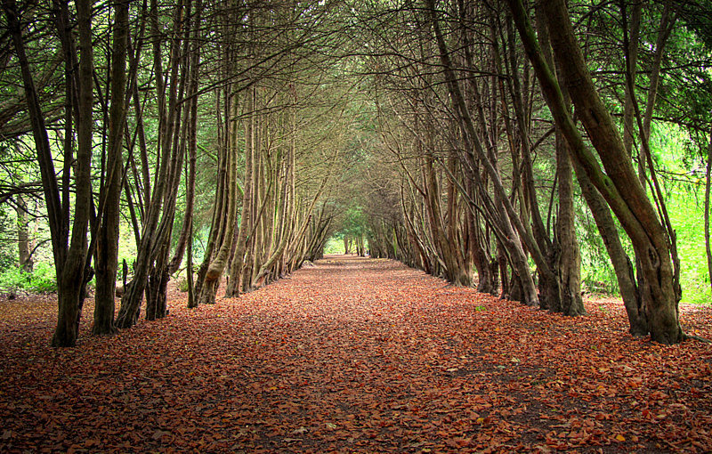 Apley Woods