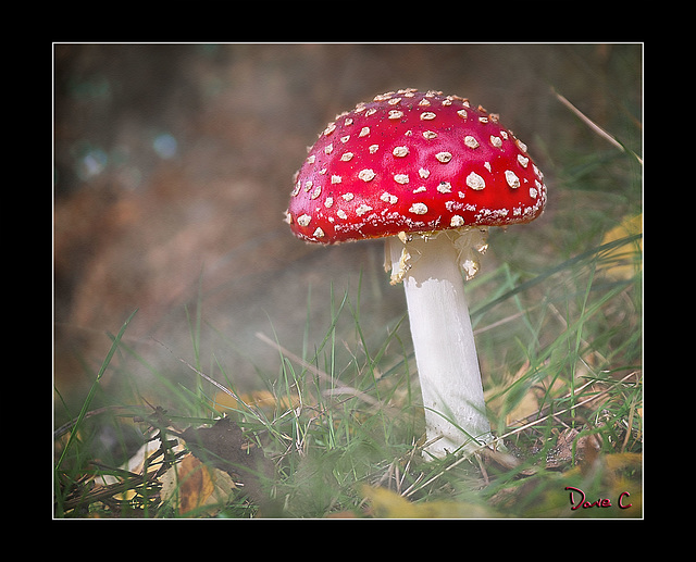 Fly Agaric