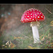 Fly Agaric