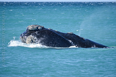 Ballena Franca Austral