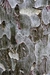 Pinus bungeana (Chine), pin Napoleon, Pinacées