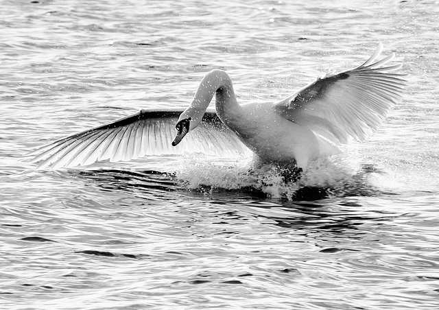 Amérissage d'un cygne