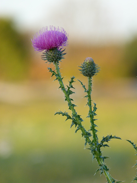 Blumen im Herbst