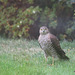 Young Sparrowhawk
