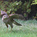 Young Sparrowhawk on takeoff