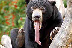 bear - NOM DE LOURS MALTAIS!