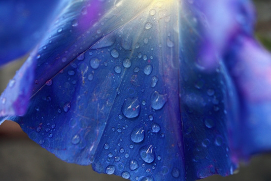 Raindrops on Morning Glory flower