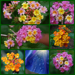 Lantana & Morning Glory with raindrops Collage (Guests: 2 Flies!)