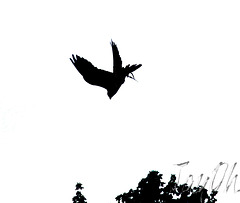 Falcon Stooping - Silhouette