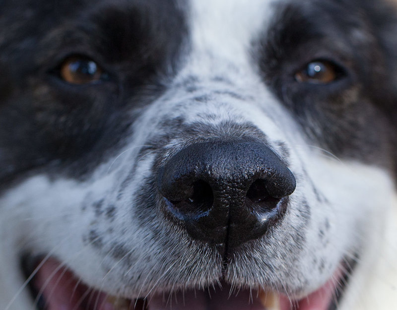 Molly's Nose and a Great Big Smile