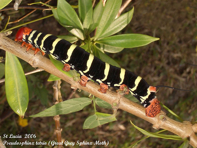 SL60J Pseudosphinx tetrio (Great Grey Sphinx)