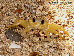 03 St Lucia Shore Crab