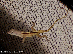 21 Another Anolis Lizard