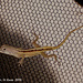 21 Another Anolis Lizard