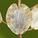 Pennycress seedpod / Thlaspi arvense