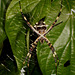 24 Argiope aregentata Spider