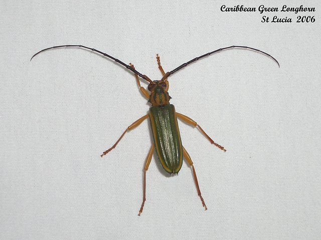 25 Chlorida festiva (Green Longhorn Beetle)