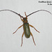 25 Chlorida festiva (Green Longhorn Beetle)