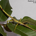 26 Diapherodes sps (Stick Insect)