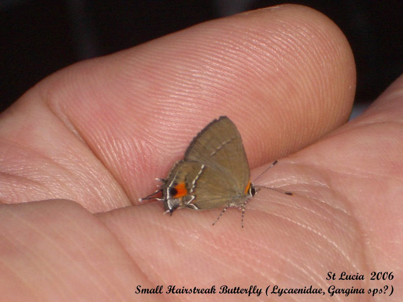 27 Gargina sps (A small Hairstreak)