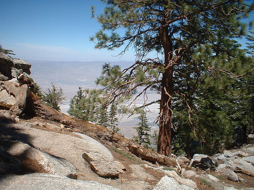 So Cal Deserts 55