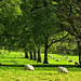 Sheep lined trees or Tree lined sheep ?