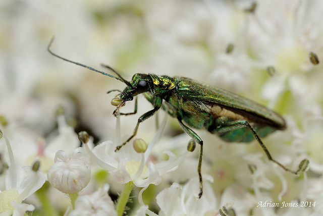 Oedemera lurida