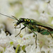 Oedemera lurida