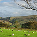 Back Tor and sheep