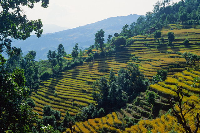 Crop Terraces