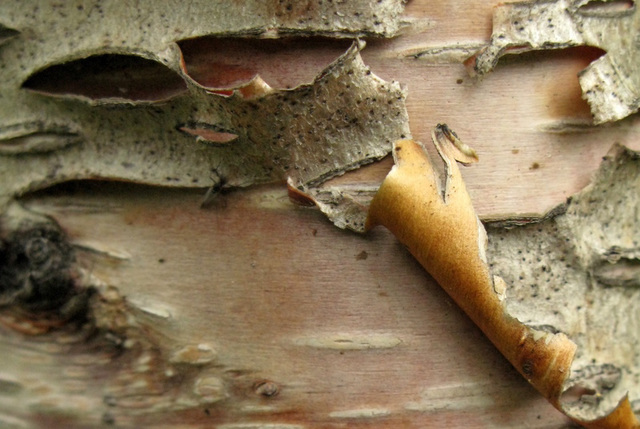 Ecorce de bouleau (Myvatn, Islande), Betula (sp?), Bétulacées