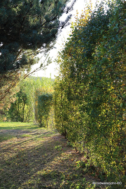 Sun and shadows through the hawthorns